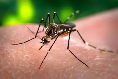 Paraíba comemora queda histórica: casos de dengue despencam quase 50% em 2025
