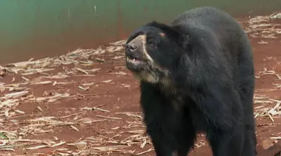 Urso Renan enfrenta câncer e passa por cirurgia emergencial: veja detalhes da batalha do animal no Zoológico de Ribeirão Preto