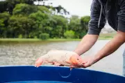 2 toneladas de carpas são soltas no lago do Parque Verde em Fazenda