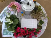 Agricultura orgânica fortalece segurança alimentar no oeste paulista