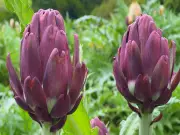 Alcachofra na Serra: Turismo Rural Vira Fonte Extra de Renda para Produtores em Safra Recorde