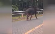 Anta adulta é filmada em estrada de parque estadual no interior de SP