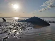 Baleia morta encalha em praia de Chaves, no Marajó: especialistas investigam