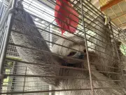 Bicho-preguiça é resgatado dentro de micro-ônibus em Maceió: veja imagens