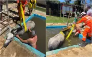 Bombeiros realizam resgate de égua que caiu em piscina em Varginha