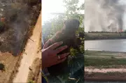 Capivara é resgatada com vida após incêndio destruidor em Teresina; imagens emocionam