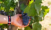 Carménère: 3 vinhos chilenos imperdíveis da uva que conquistou o mundo