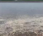 Centenas de peixes morrem em lago do MA; seca é principal suspeita