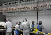 China reabre mercado para frango brasileiro após suspensão por gripe aviária