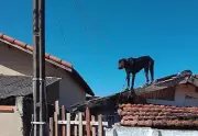 Cão resgatado com corda no pescoço perto de fiação em Cerqueira César