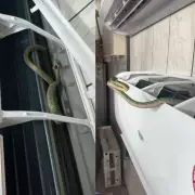 Cobra é encontrada dentro de ar-condicionado de rádio em Ji-Paraná