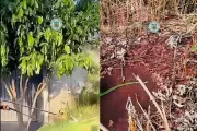 Cobra verde assusta moradores em Dourados ao se camuflar em árvore