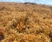 Colunista da VEJA anuncia merecido recesso: saiba quando Matheus Leitão retorna com análises exclusivas