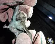 Controle de morcegos hematófagos é realizado em aldeia Krahô no Tocantins