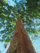 COP20 discute contrabando de pau-brasil para instrumentos musicais