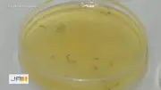 Estudantes de Itumbiara criam gel natural que elimina larvas da dengue