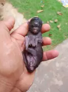 Filhote de Gato 'Ciclope' Nasce com Um Único Olho em Rondônia: Raridade Genética Surpreende