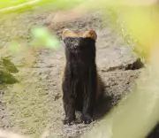 Flagrante raro: grupo de furões-pequenos é filmado na Caatinga pernambucana