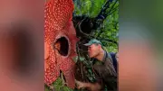 Flor gigante rara emociona pesquisadores na Indonésia após 13 anos