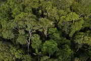 Fundo 'Florestas Tropicais Para Sempre': Brasil Lidera Proposta Bilionária na COP30 para Salvar Nossas Matas
