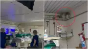 Gato é suspeito de causar acidente em hospital de Fortaleza após parte do forro cair em sala
