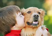 Golden Retrievers e humanos compartilham genes do comportamento