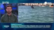 Golfinho 'Mimmo' encanta turistas nos canais de Veneza em 2025