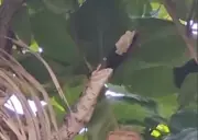 Jiboia é flagrada se alimentando de ave em parque de Aracaju