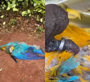 Jiboia Ataca Arara-Canindé Monitorada Há 5 Anos em MS: Cena Rara Choca Pesquisadores