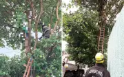 Jovem de 28 anos morre ao levar choque elétrico durante poda de árvore em Caldas Novas