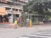 Justiça libera Campinas de autorização do Condema para cortar árvores: entenda o impacto