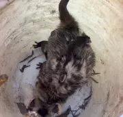 Mamãe gambá cruza rua movimentada em MG para resgatar 7 filhotes