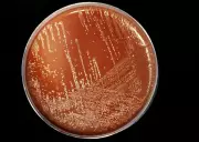 Meningite em Explosão na Baixada Santista: 50 Casos e Mortes em Praia Grande e Santos Acendem Alerta Máximo