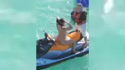 MP investiga atores pornôs gravando cena em jet-ski no mar de Maragogi