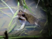 Natureza Surpreendente: Rã Brasileira Imita o Ruidoso Som dos Carros de Fórmula 1