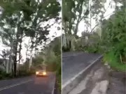 Ônibus escapa por segundos de árvore que caiu em rodovia de SP com vento de 47 km/h