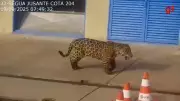 Onça-pintada é flagrada 'passeando' por usina hidrelétrica no Tocantins; veja o vídeo impressionante