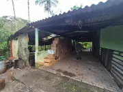 Operação aprende 1,6 mil potes para palmito ilegal no Vale do Ribeira