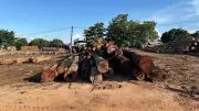 Operação de Combate ao Desmatamento: Polícia Desmantela Extração Ilegal de Madeira em Mato Grosso