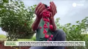 Pimenta o Ano Todo: Como a Agricultura Familiar Alimenta o Brasil Com Sabor e Sustentabilidade