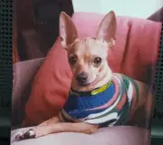 Pinscher de 18 anos usa acupuntura e MPB para combater estresse