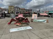 Protesto na COP 30: Gigante caranguejo alerta contra petróleo na Foz do Amazonas