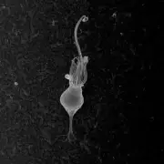 Revelação Científica: A Origem dos Animais e o Momento Crucial que Transformou a Vida na Terra