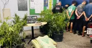 Rocam apreende 50 pés de maconha e prende 5 em chácara de Manaus