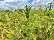 Roraima inicia produção de sementes de gergelim em 230 hectares