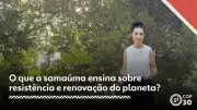 Samaúma: A Rainha da Amazônia e Seus Segredos para o Clima
