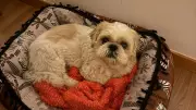 Shih-tzu de 13 anos morre atacado por pitbulls soltos em praça do ES