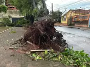 Tempestades com ventania assustam região de Assis: árvores caídas e alagamentos tomam ruas