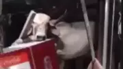 Vaca sobe no telhado de bar no Ceará e cai dentro da cozinha