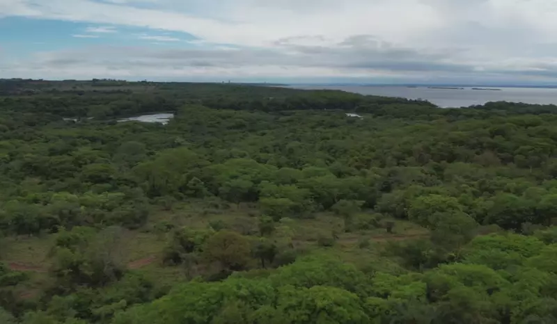 30 anos de restauração: 1,5 milhão de mudas revivem floresta no Oeste Paulista